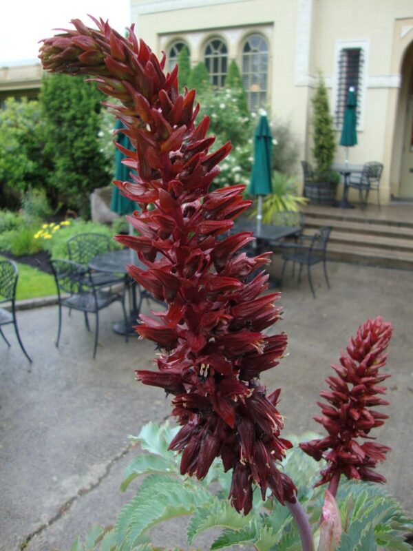 Melianthus major - Giant Honey Flower - Image 4