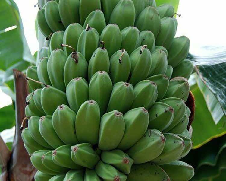 Musa - Red Tiger Banana, Bengal tiger - Farm