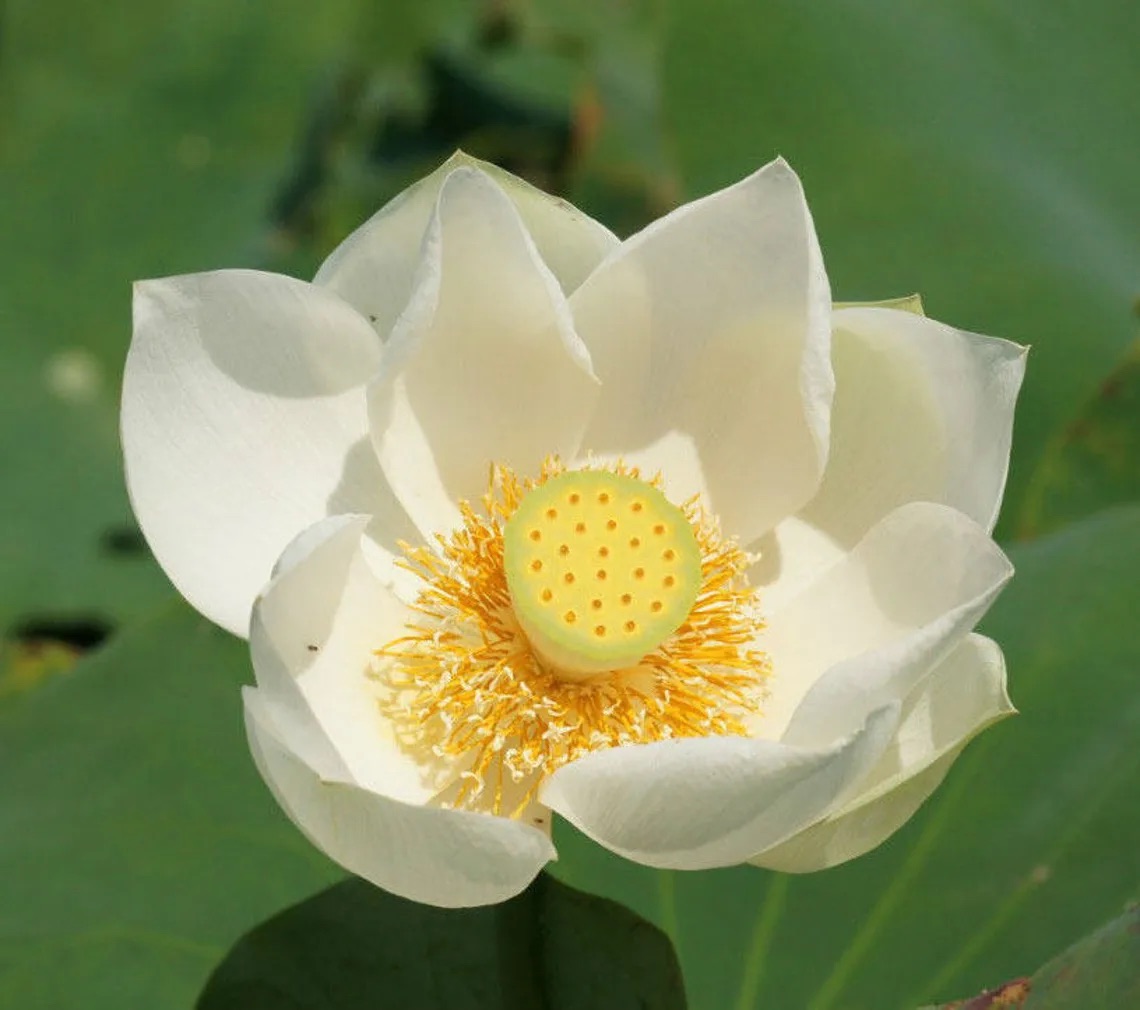 Sacred Lotus