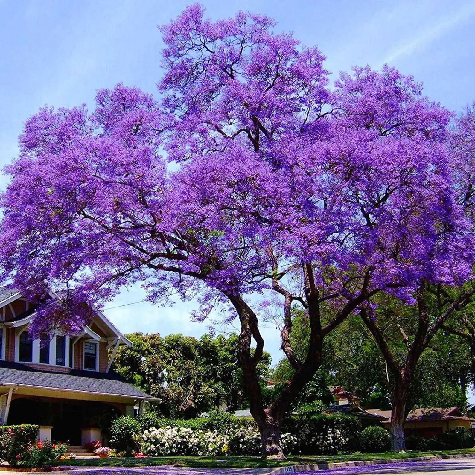 Paulownia – Botanica