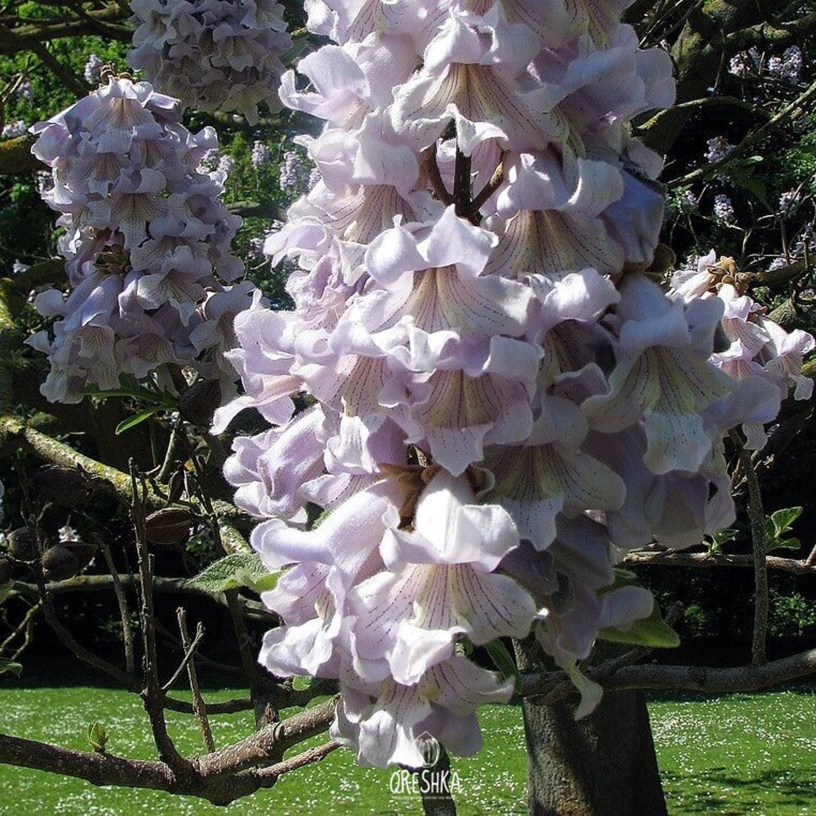 Paulownia tomentosa - Princess tree, Empress Tree - Ouriques Farm