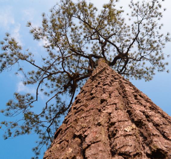 Pinus Kesiya Pinus Insularis Khasia Pine Khasi Pine Benguet Pine