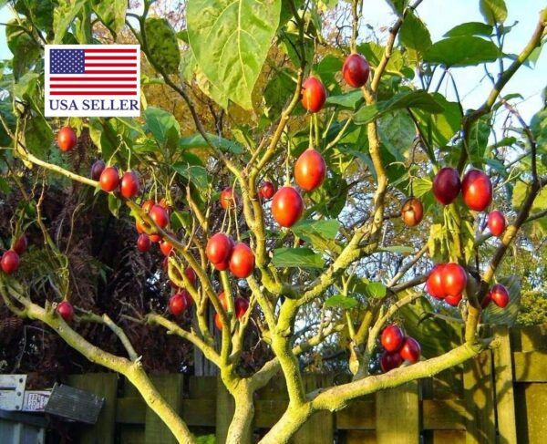 Solanum betaceum / Cyphomandra betacea - Tomato Tree, Tamarillo - Image 7