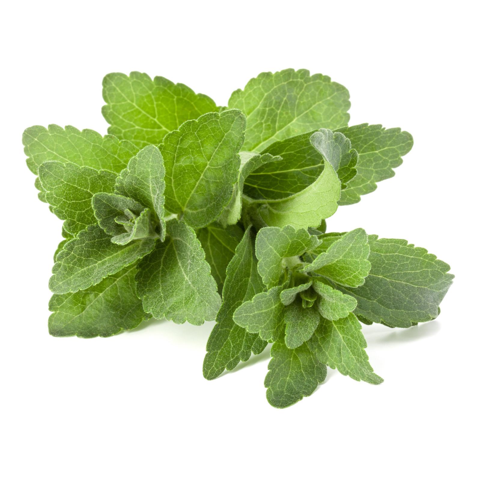 Stevia rebaudiana (Candyleaf, Stevia, Sugarleaf, Sweetleaf)