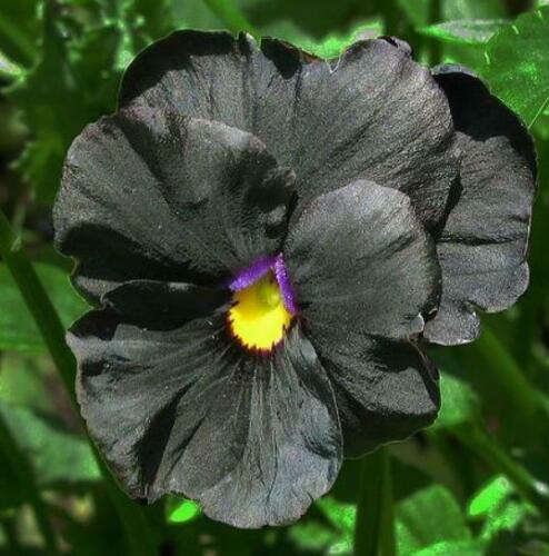 Viola x Wittrockiana ‘Clear Crystals Black’ - Perfect Love Black ...