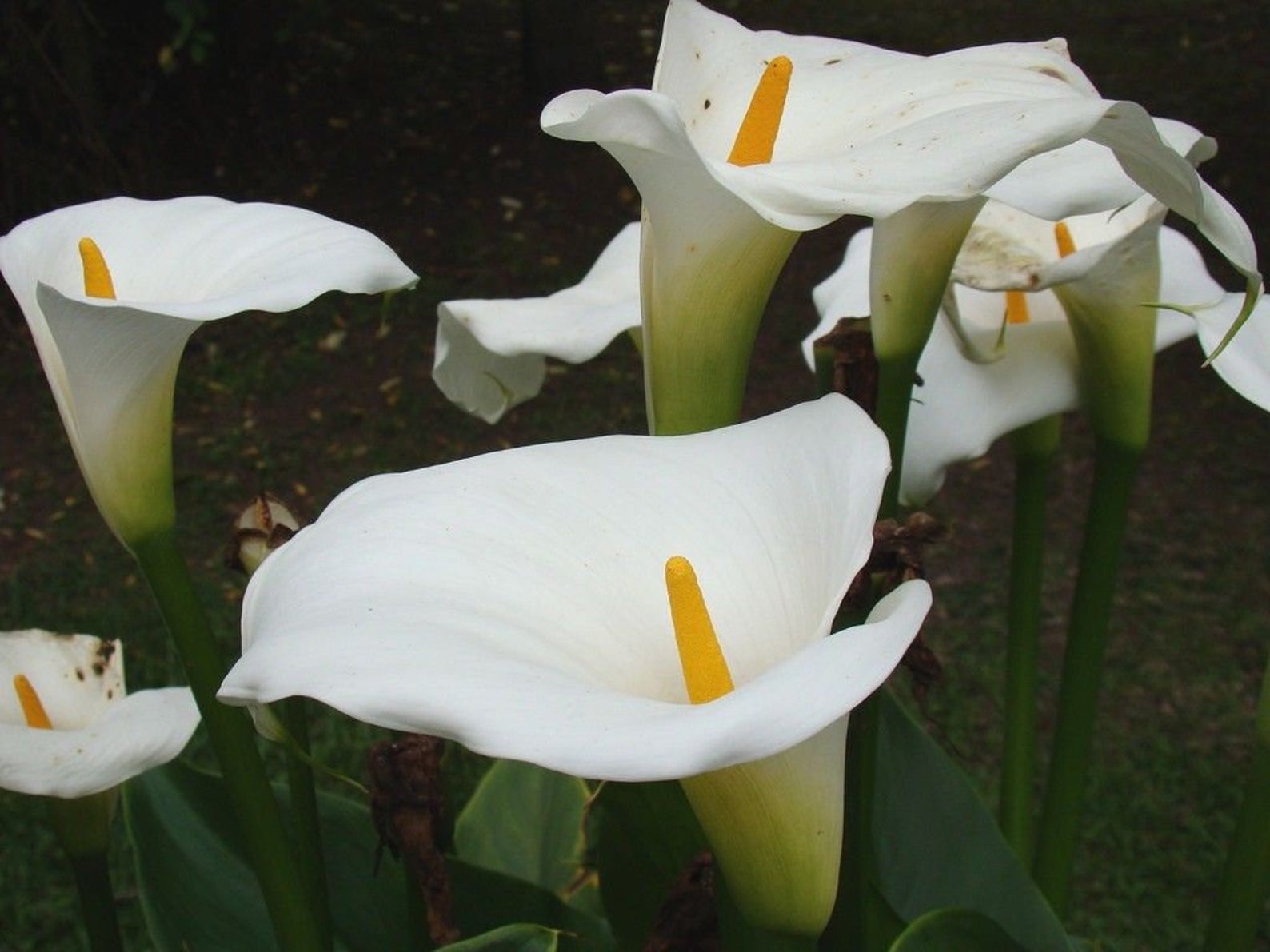 Zantedeschia aethiopica - Lily of the Nile - Ouriques Farm