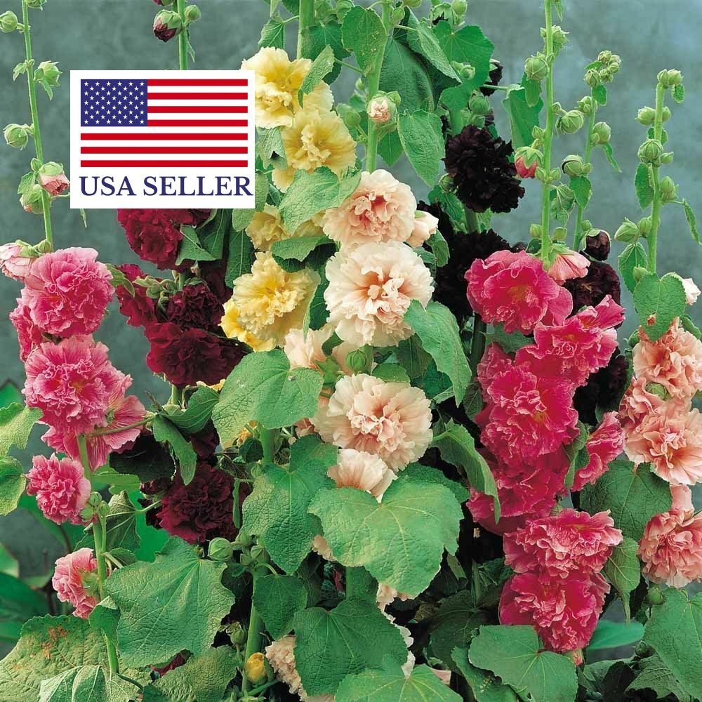 Alcea rosea 'Chater's Double Carnival Mix' - Alcea, Atléia, Royal Malva,  Malvaisco, Hollyhock - Ouriques Farm