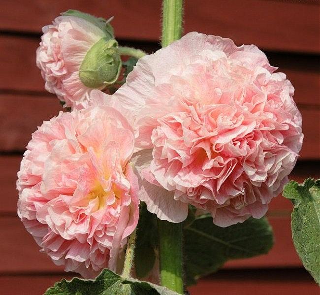 Alcea rosea 'Chater's Double Group Salmon Pink' - Hollyhock, Alcea, Atléia,  Royal Malva, Malvaisco - Ouriques Farm