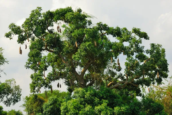 Kigelia africana - Wildflower Nursery