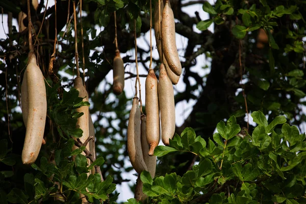 Kigelia africana - Forest Center