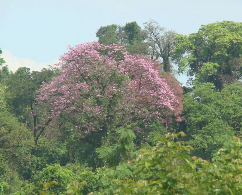 CHUXAY GARDEN 10 Seeds Handroanthus Impetiginosus,Pink Lapacho Seed,Pink  Trumpet Tree Perfect Tropical Deciduous Tough Durable Tree Privacy Screen