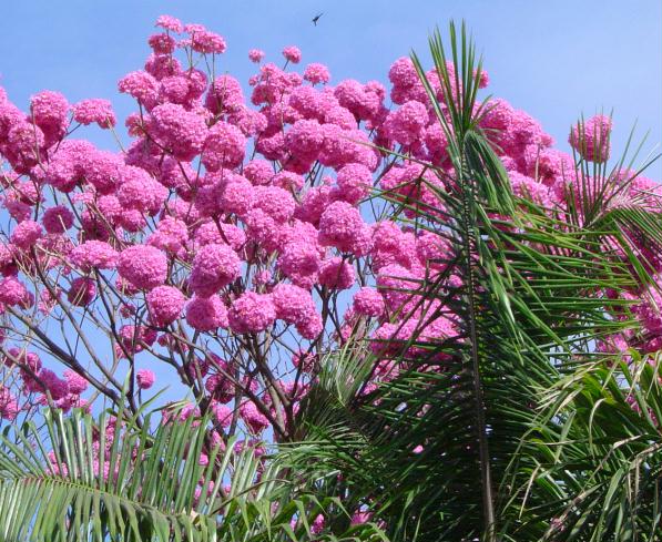 Pink Lapacho Handroanthus Impetiginosus
