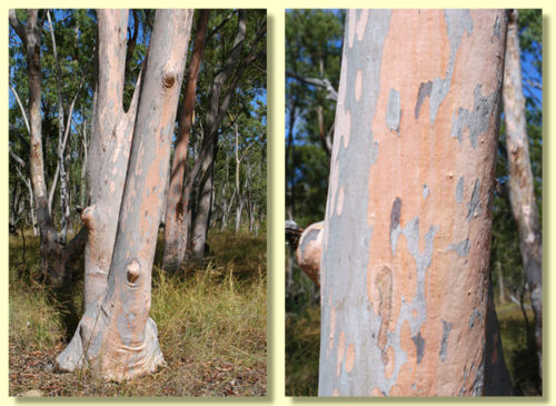 Eucalyptus deglupta / Eucalyptus multiflora - Rainbow Eucalyptus, Mindanao  Gum, Rainbow Gum - Ouriques Farm