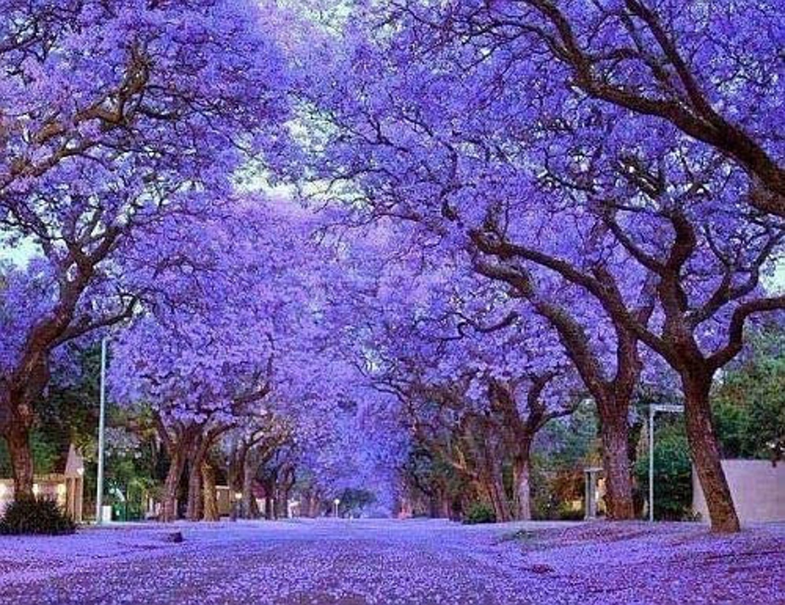 Paulownia tomentosa - Princess tree, Empress Tree - Ouriques Farm