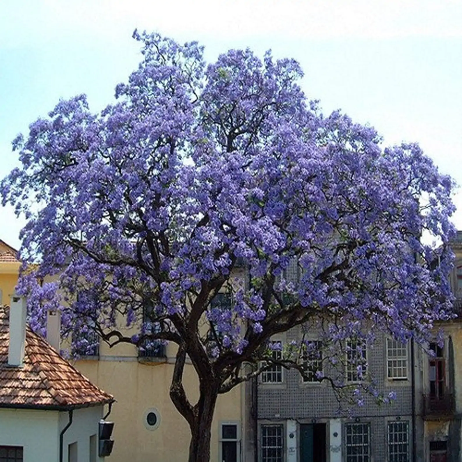 Paulownia tomentosa - Princess tree, Empress Tree - Ouriques Farm