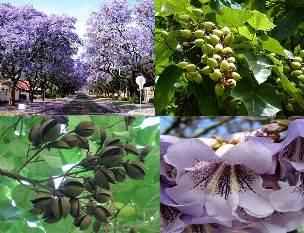 Paulownia tomentosa - Princess tree, Empress Tree - Ouriques Farm