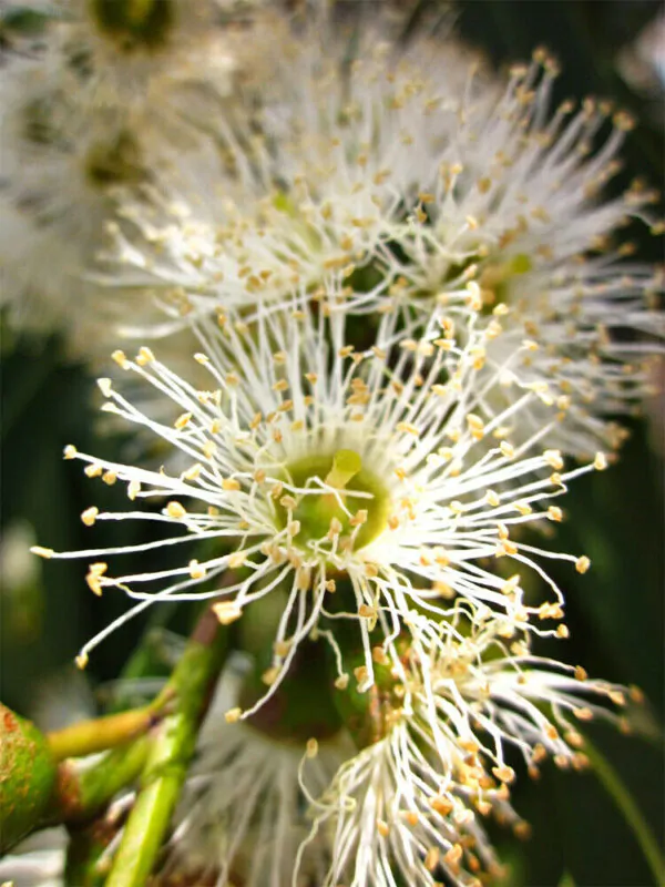Eucalyptus dalrympleana - Mountain White Gum - Image 4