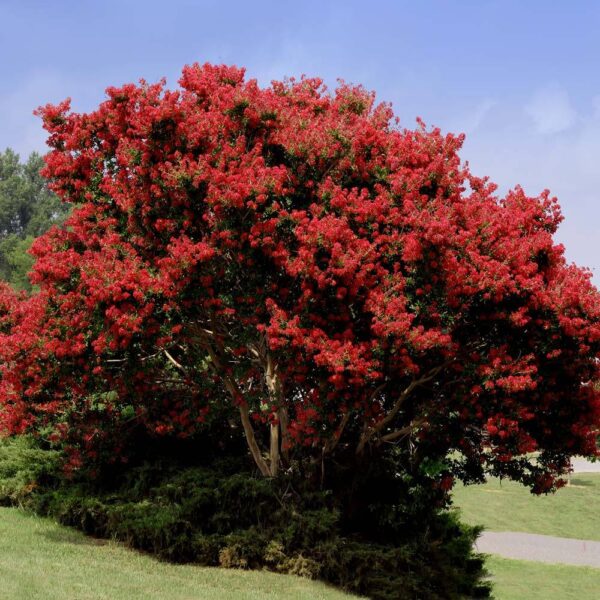 Lagerstroemia Indica - Crape myrtle tree