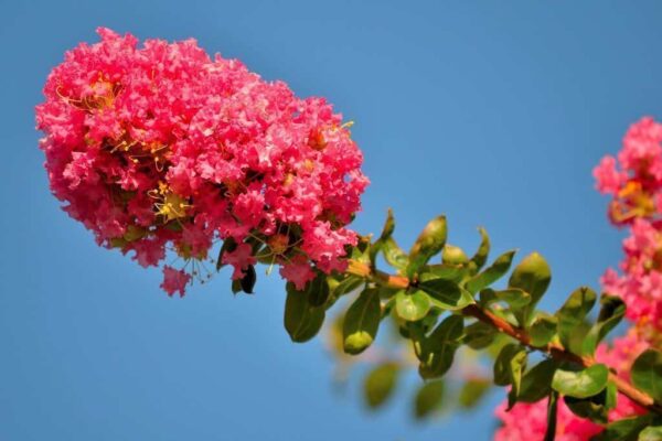 Lagerstroemia Indica - Crape myrtle tree - Image 3