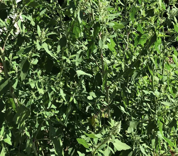 Chenopodium album - Lambs Quarters, Anserina-Branca - Image 3