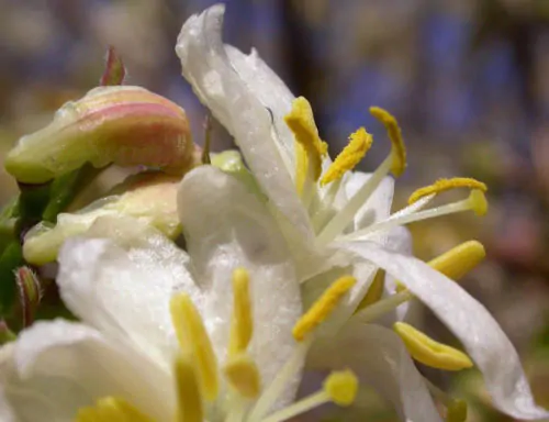 Lonicera fragrantissima - Winter-Flowering Honeysuckle, Fragrant Shrub - Image 2