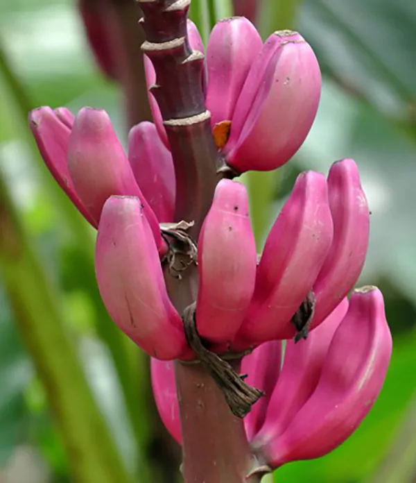Musa velutina - Pink Dwarf Banana - Image 2