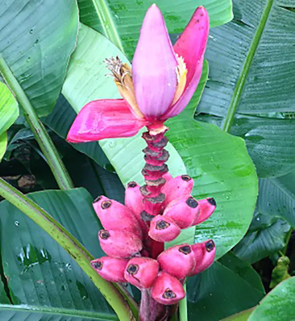 Musa velutina - Pink Dwarf Banana - Image 4