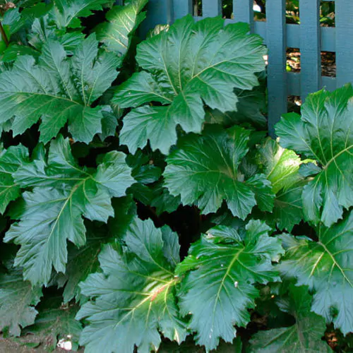 Acanthus mollis - Acanthus, Tame acanthus, Giant weed, Bear's foot - Image 4