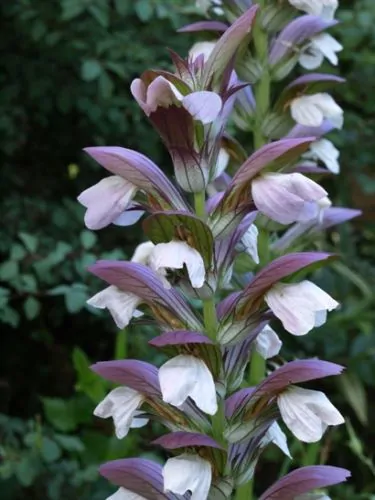 Acanthus mollis - Acanthus, Tame acanthus, Giant weed, Bear's foot - Image 9