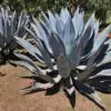 Agave americana / Agave altissima - Century Plant, Maguey, American Aloe - Image 2