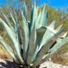 Agave americana / Agave altissima - Century Plant, Maguey, American Aloe - Image 3