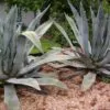Agave americana / Agave altissima - Century Plant, Maguey, American Aloe - Image 4