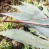 Agave americana / Agave altissima - Century Plant, Maguey, American Aloe - Image 6