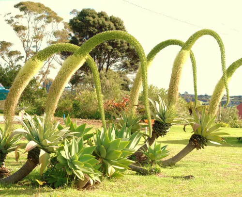 Agave attenuata subsp. attenuata - Fox Tail Agave