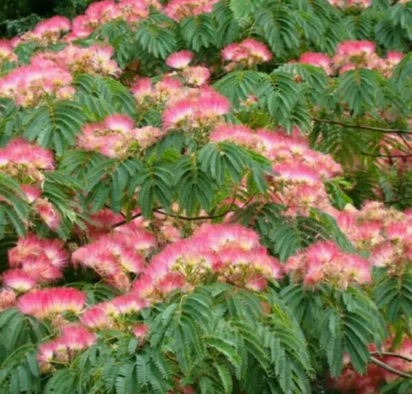 Albizia julibrissin var. rosea - Pink Silk Tree, Persian Silk Tree - Image 2