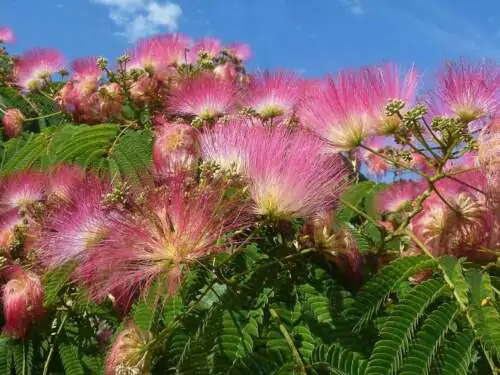 Albizia julibrissin var. rosea - Pink Silk Tree, Persian Silk Tree - Image 3
