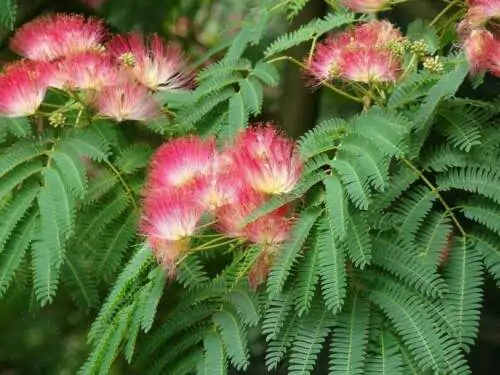 Albizia julibrissin var. rosea - Pink Silk Tree, Persian Silk Tree - Image 4