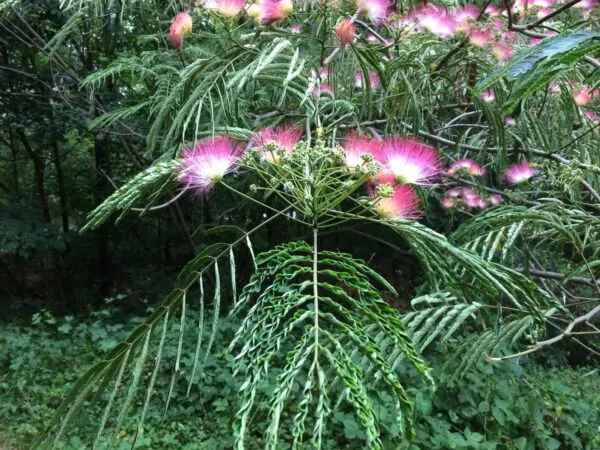Albizia julibrissin var. rosea - Pink Silk Tree, Persian Silk Tree - Image 10
