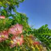 Albizia saman - Monkey Pod Rain Tree - Image 3