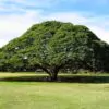 Albizia saman - Monkey Pod Rain Tree - Image 4