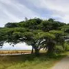 Albizia saman - Monkey Pod Rain Tree - Image 5