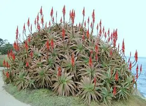 Aloe arborescens - Krantz Aloe - Image 6