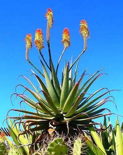 Aloe arborescens - Krantz Aloe - Image 7