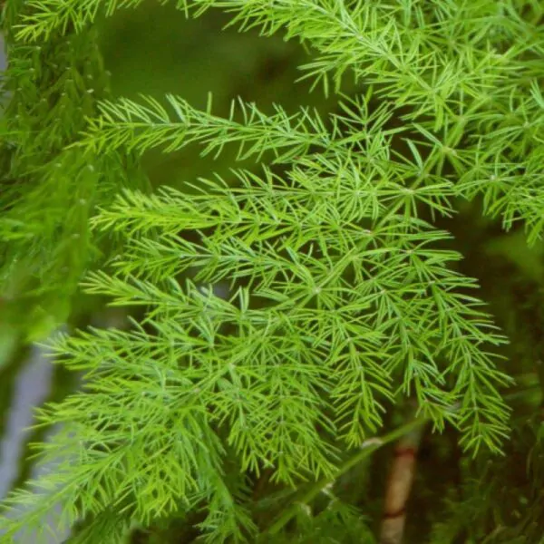 Asparagus racemosus - Satavar - Image 2