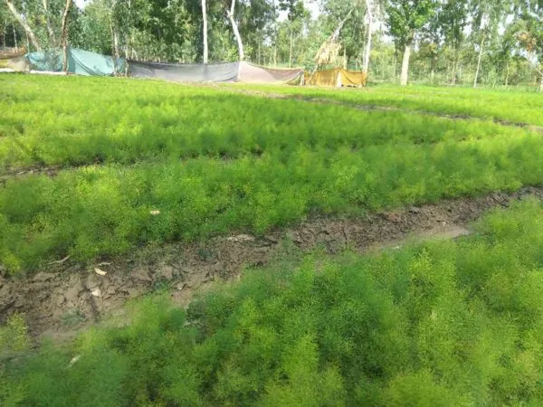 Asparagus racemosus - Satavar - Image 3
