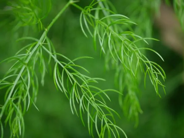 Asparagus racemosus - Satavar - Image 4