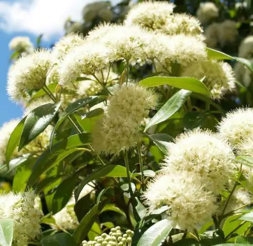 Backhousia citriodora - Murta Lemon, Lemon Perfumed Murray, Verbena Twelve Tree, Australian Lemon Myrtle