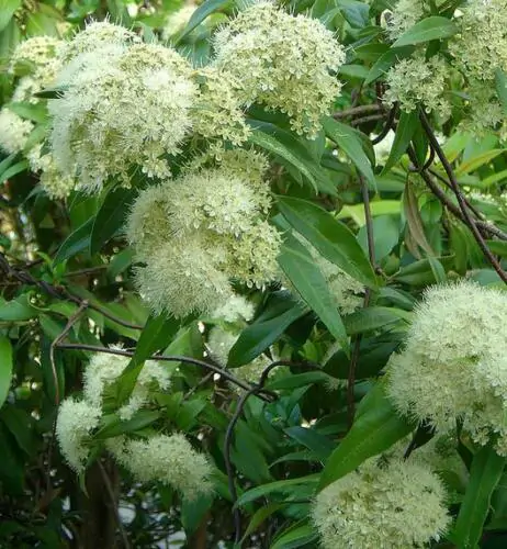 Backhousia citriodora - Murta Lemon, Lemon Perfumed Murray, Verbena Twelve Tree, Australian Lemon Myrtle - Image 4