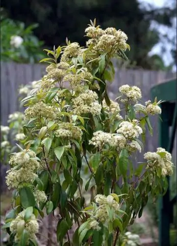 Backhousia citriodora - Murta Lemon, Lemon Perfumed Murray, Verbena Twelve Tree, Australian Lemon Myrtle - Image 6