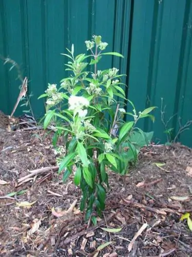 Backhousia citriodora - Murta Lemon, Lemon Perfumed Murray, Verbena Twelve Tree, Australian Lemon Myrtle - Image 9